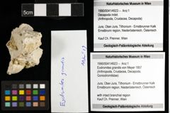 Foto (Objekt + Etiketten) von Eodromites grandis (von Meyer 1857) 